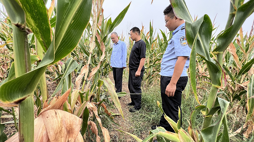 失踪上百警民彻夜搜寻36小时找回麻将胡了模拟器一岁男童玉米地里(图4)