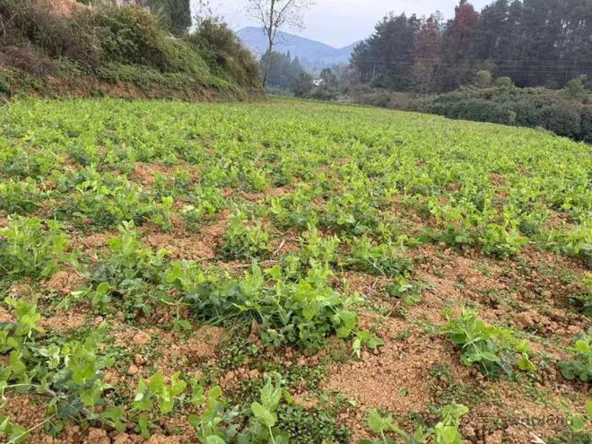 也要记得“吃5样做1事”安康幸福寓意好PG麻将胡了试玩今日冬月十八无论多忙(图3)