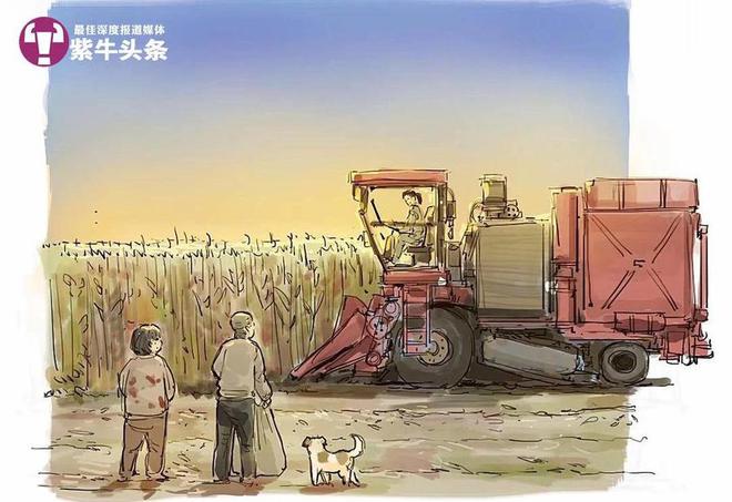 南闯北免费为老人收割玉米被画成漫画走红麻将胡了电子游戏女农机手开着收割机走(图2)
