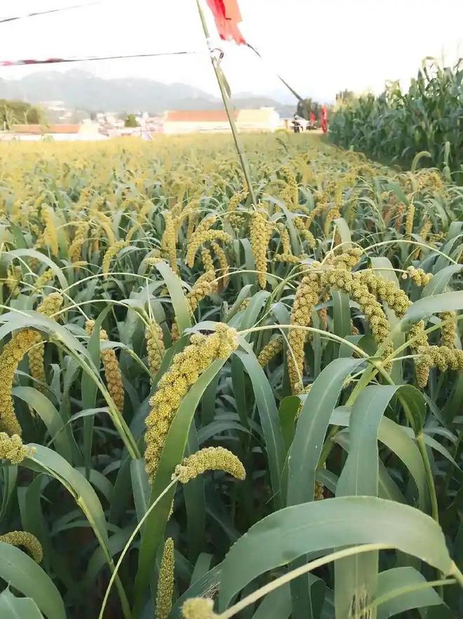 曾经家家必种的4种庄稼如今渐渐消失了你吃过几种？(图12)